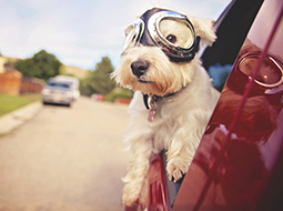 Accessoire pour animaux